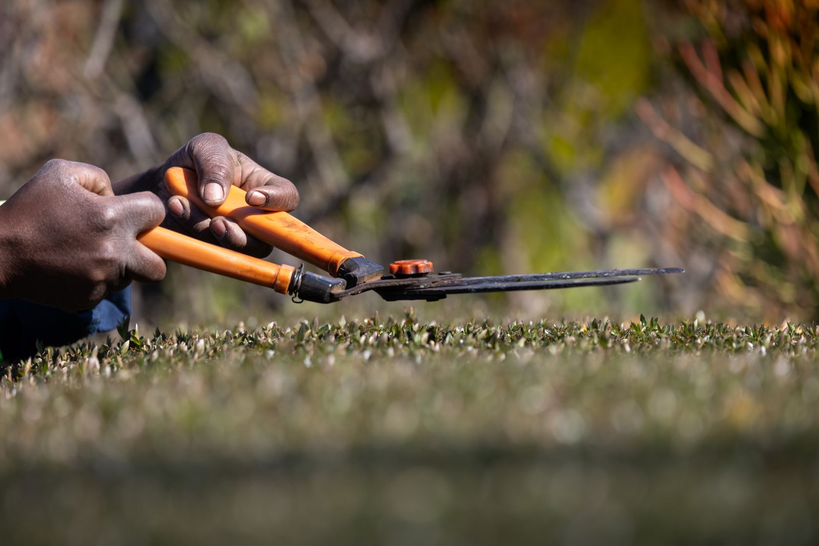 Close-up of hands trimming a low hedge with orange-handled garden shears