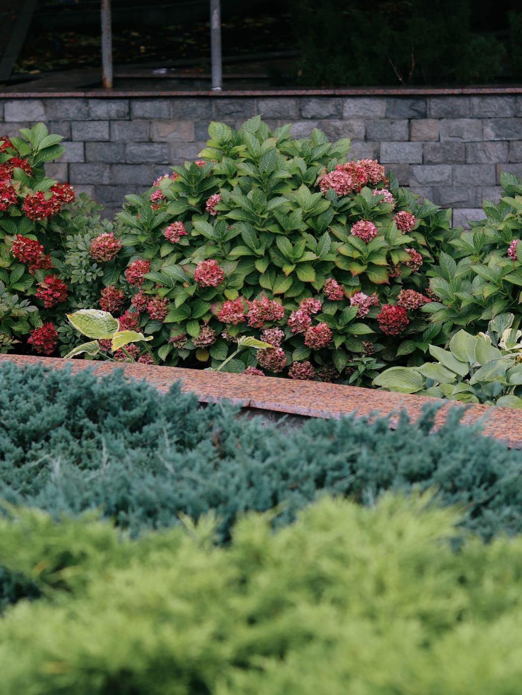 Planted bed of hydrangeas and hostas along a stone retaining wall, with low junipers in front